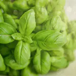 bouquet de basilic