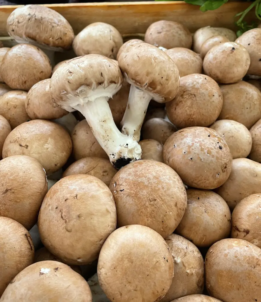 champignons de paris frais