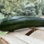 courgettes