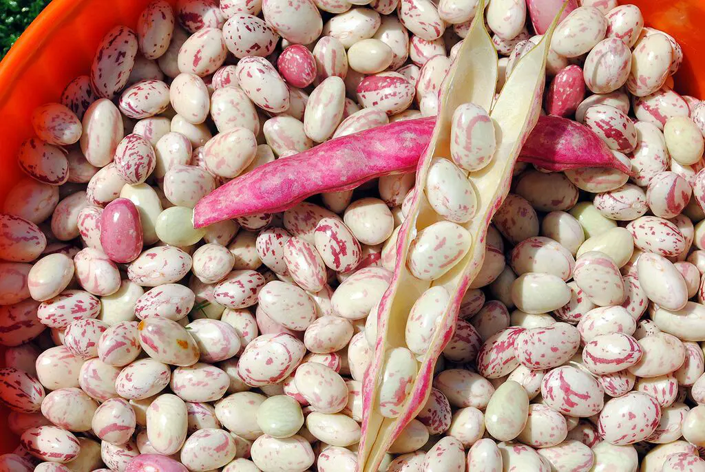 haricots coco rouges