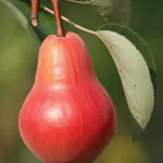 Poires cascade
