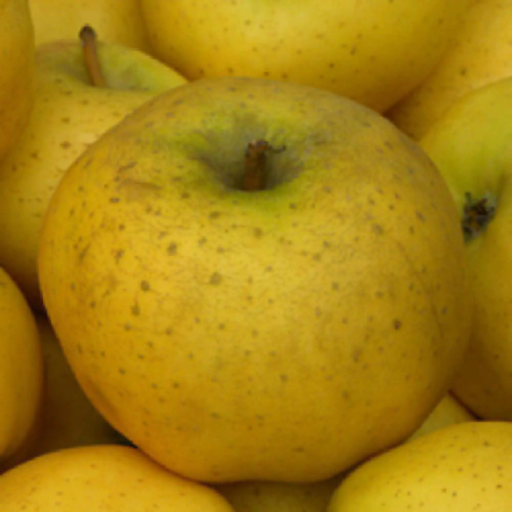 pommes chanteclerc