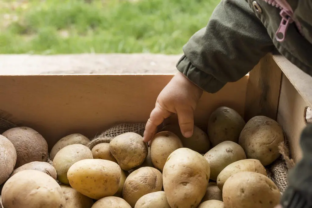 pommes de terre anciennes