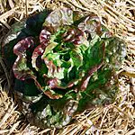 salades rougettes