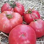 tomates rose de berne