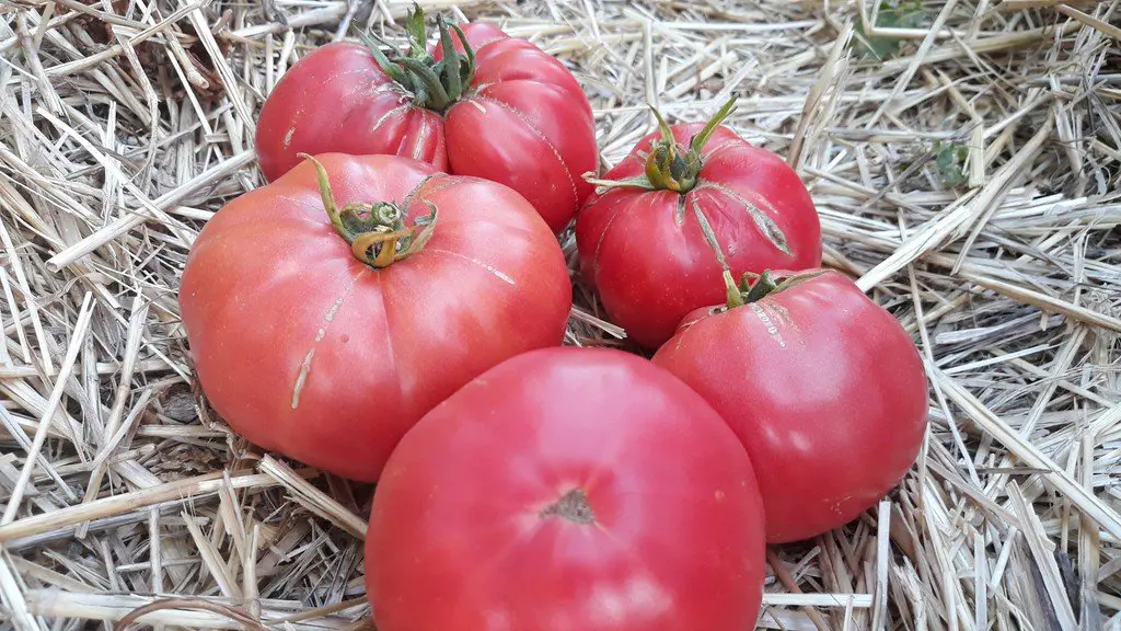 tomates rose de berne