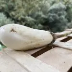 aubergines blanches