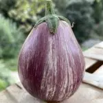 aubergines rayée