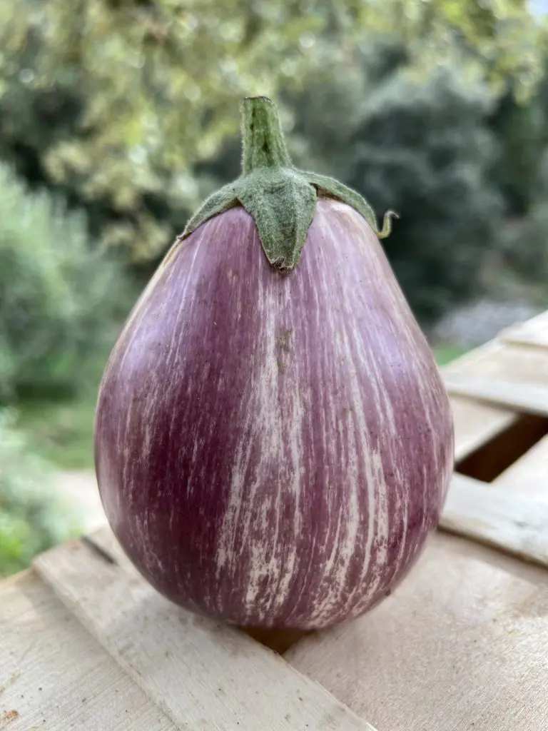 aubergines rayée