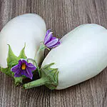 aubergines blanches