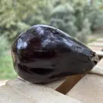 aubergines violettes