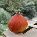 courges potimarron