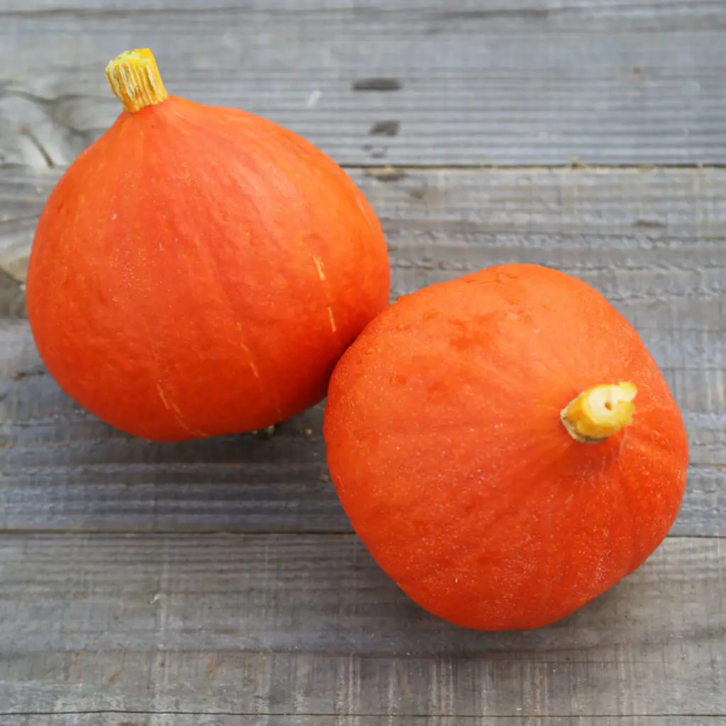 courges potimarron