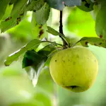 pommes reine des reinettes