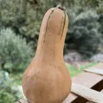 courges butternuts