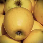 pommes golden
