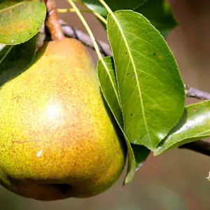 poire guyot