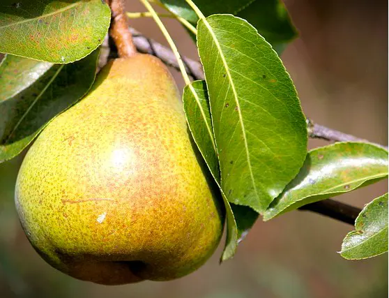 poire guyot