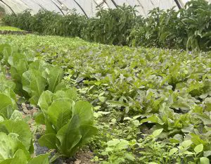 legumes frais gard herault