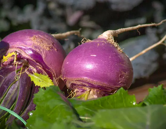 navets du jardin