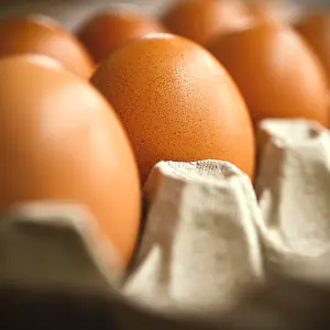 6 oeufs frais