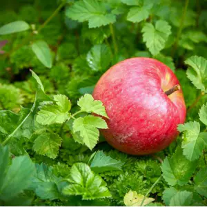 pommes pink