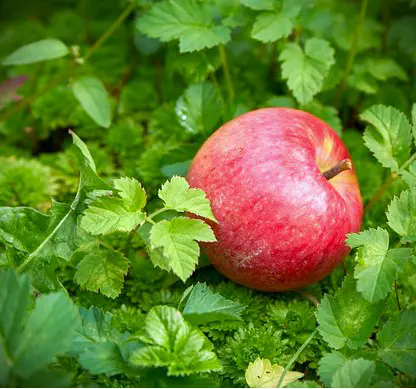 pommes pink
