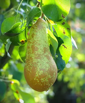 poire abate