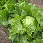 salades reine des glaces
