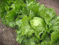 salades reine des glaces