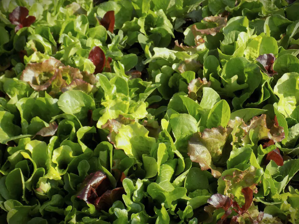 mesclun de salade
