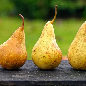 poire guyot