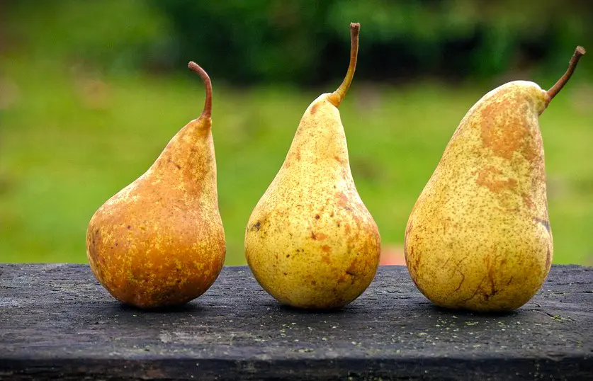 poire guyot
