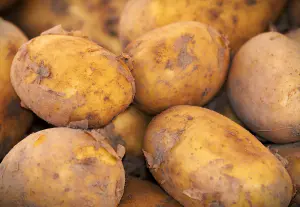 pommes de terre