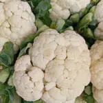 chou fleur