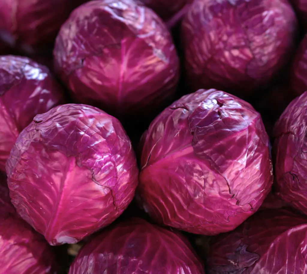 choux rouges