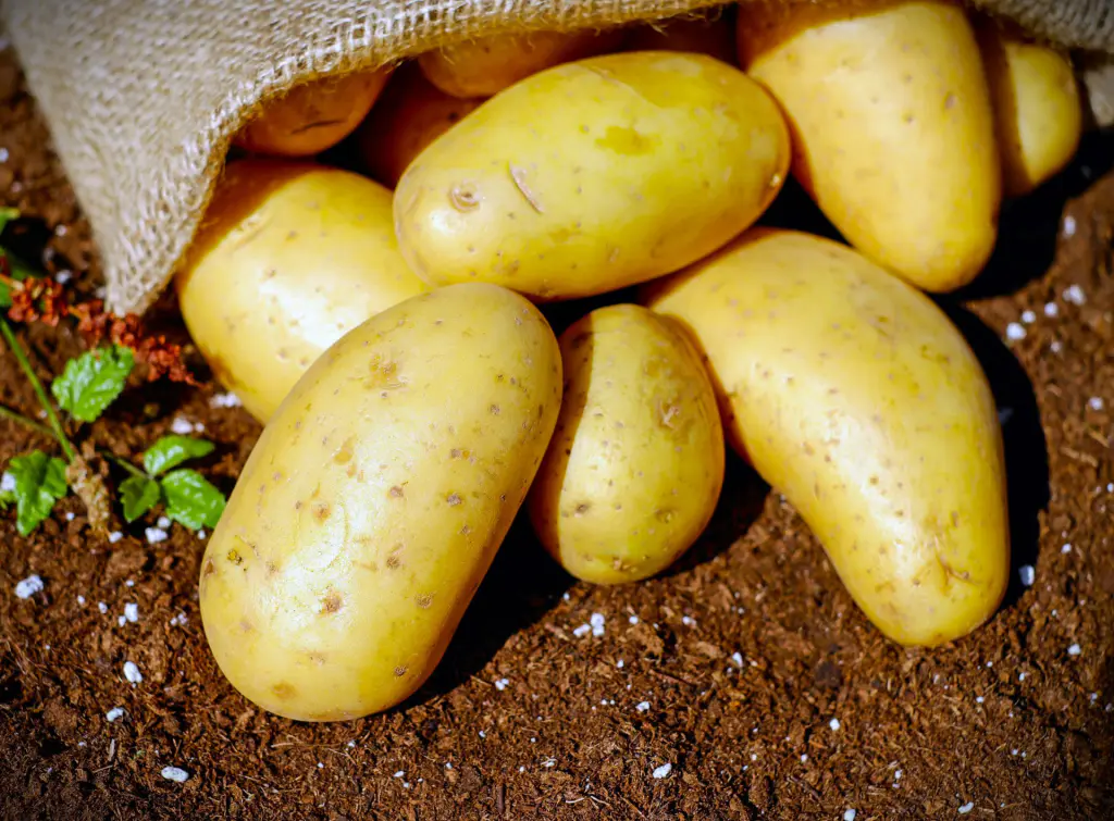 pomme de terre nouvelle