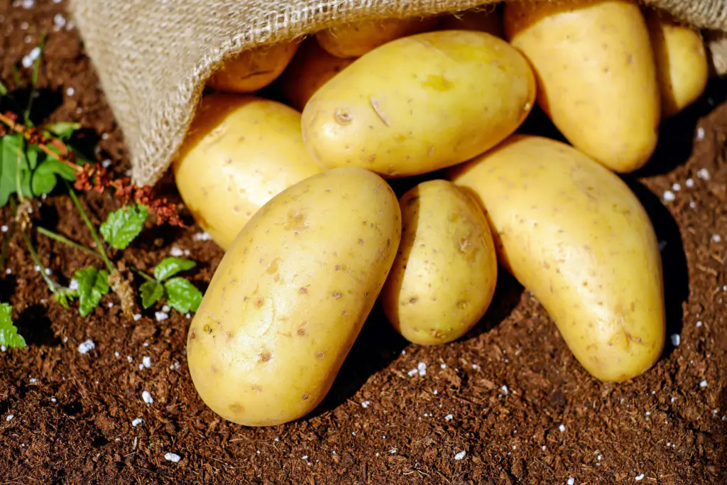 pomme de terre agata