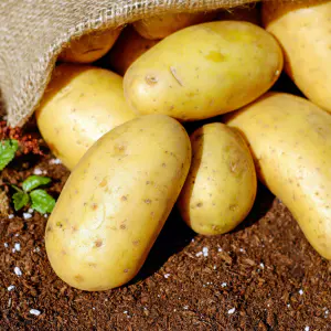 pomme de terre agata