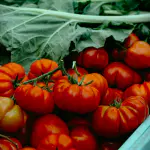 tomates marmande