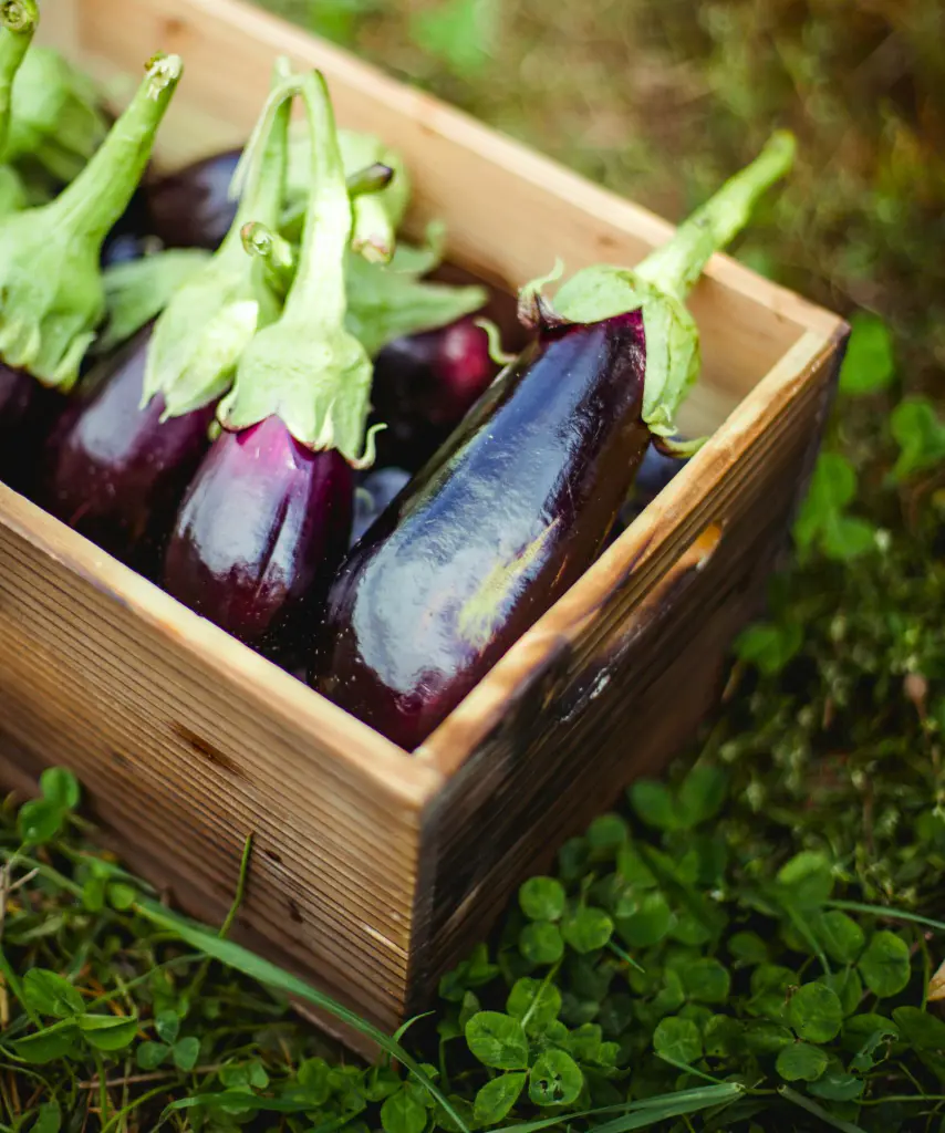 aubergines violettes