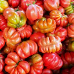 tomates cœur de bœuf