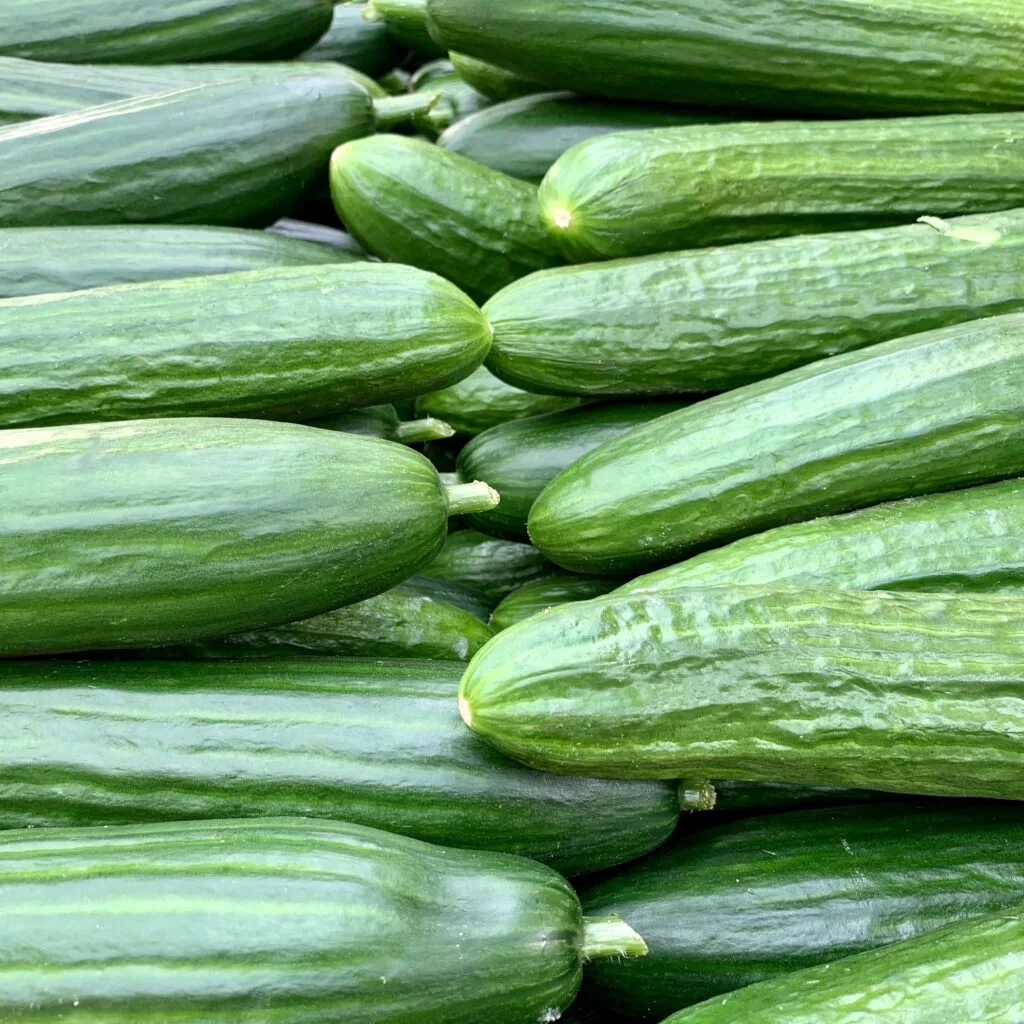 concombre long