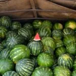 pasteque sans pepin