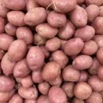 pomme de terre rouge