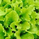 salede feuille de chene blonde