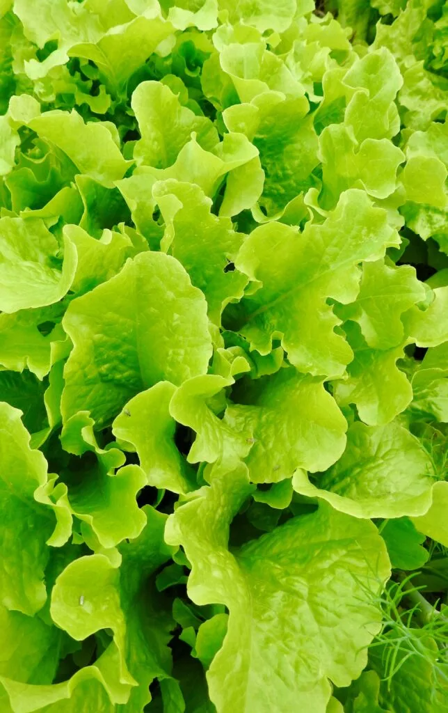 salede feuille de chene blonde