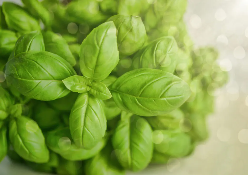 bouquet de basilic