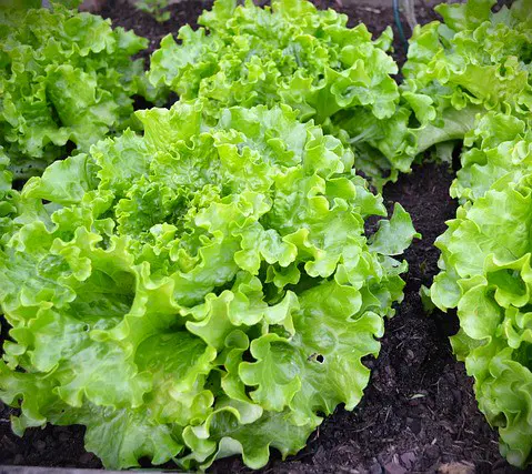 salades batavia blondes
