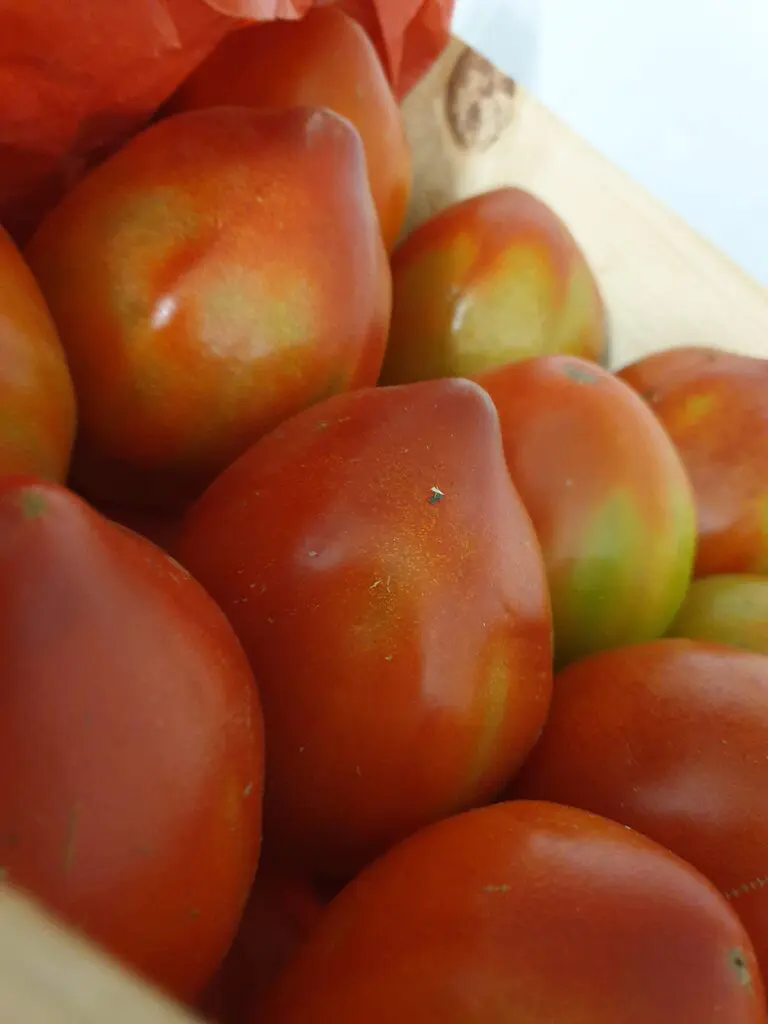 tomates cœur de bœuf